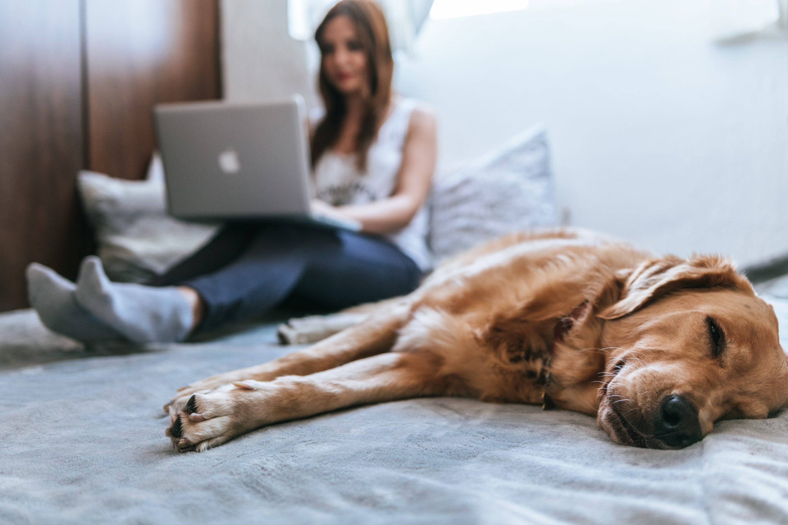 A woman working on her laptop with a golden retriever lying beside her on the bed.